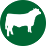 herd bull icon