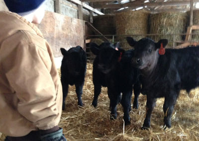 Kids and Calves at Eastview Angus Farm