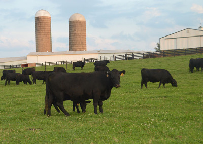 Cattle on pasture at Eastview Angus Farm