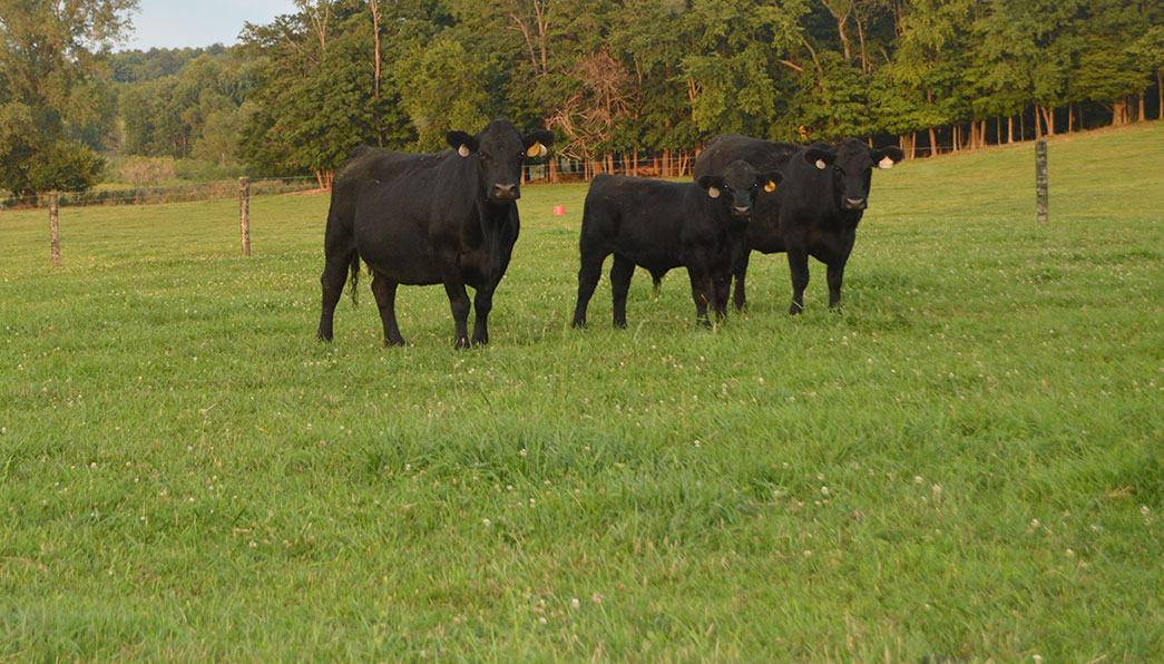 Angus Cattle on Pasture at Eastview Angus Farm