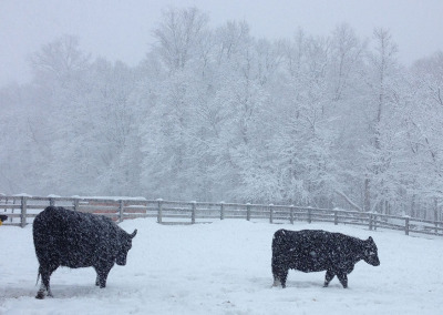 Winter at Eastview Angus Farm